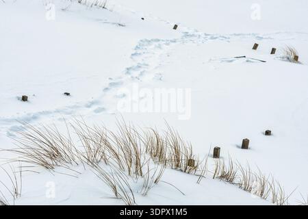 Schneebedeckte Küstensanddünen im Winter mit goldenen trockenen Gräsern, die durch den Frost und Stufen auf dem Schnee auftauchen Stockfoto