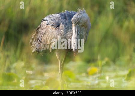 Extreme Nahaufnahme eines Shoebill (Balaeniceps rex) mit seinem einzigartigen prähistorischen Schnabel und den intensiven gelben Augen im Mabamba Swamp, Uganda Stockfoto