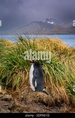 Ein einzigartiger Makkaroni-Pinguin in einer Kolonie, angesiedelt in getuftetem Gras über dem südlichen Ozean. Sie bauen sehr enge und gemütliche Nester zum Paaren. Stockfoto