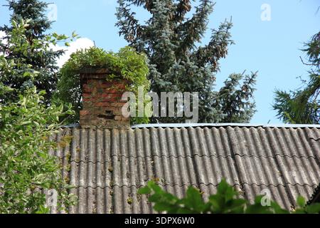 Alter gemauerter Kamin auf einem grauen Welldach, mit viel Grün bewachsen. Umgeben von üppigen Bäumen, einschließlich Tannen (Abies sp.), unter einer klaren blauen Ske Stockfoto