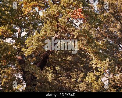 Das Baldachin einer alten Eiche im Herbst auf Tooting Common London Stockfoto