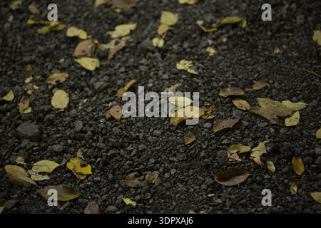 Gefallene Herbstblätter auf dunklem Kies Gelbes und braunes Herbstlaub verstreut auf rauem schwarzem Steinboden schaffen natürliche jahreszeitliche Textur Stockfoto
