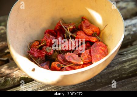 Getrocknete Habanero-Paprika in einer rustikalen Schüssel, fertig zum Kochen von Cochinita pibil Stockfoto