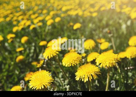 Leuchtend gelbe Löwenzahn wachsen im Frühling auf einem weiten Feld unter Sonnenlicht Stockfoto