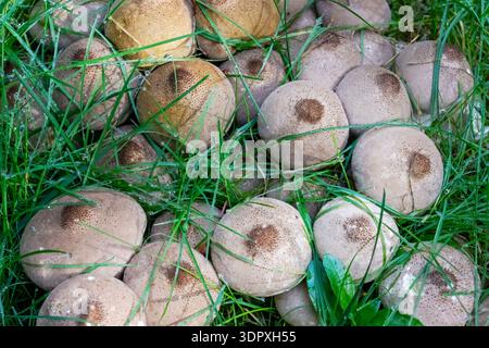 Issaquah, Washington, USA. Birnenförmige Puffbällchen (Morganella pyriformis), die in einem Erdbeerbeet wachsen Stockfoto