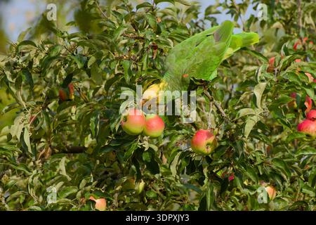 Gelbköpfiger Amazonaspapagei, der sich von Äpfeln im Apfelbaum ernährt Stockfoto