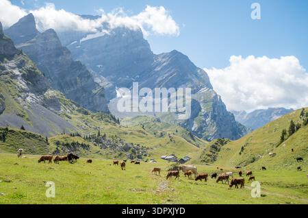 Eine malerische Sommerszene in den Alpen, in der Rinder auf saftig grünen Wiesen unter einem klaren blauen Himmel weiden. Majestätische Berge bieten eine atemberaubende natura Stockfoto