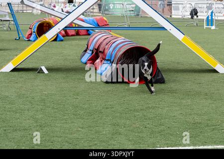 Ein schwarz-weißer Hund läuft bei einer Wettkampfveranstaltung im Freien auf Gras schnell durch einen lebhaften Agility-Tunnel. Stockfoto