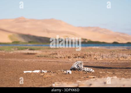 Ein verwittertes Skelett liegt auf dem trockenen Boden des Sandwich Harbour, eingebettet in Namibias Namib-Wüste. Die umliegenden Dünen und der leuchtend blaue Himmel Stockfoto