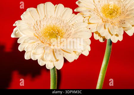 Nahaufnahme von zwei gerbera-Creme-Gänseblümchen mit Wassertropfen auf ihren Blütenblättern vor einem kräftigen roten Hintergrund. Die lebendigen Farben sorgen für einen auffälligen Kontrast Stockfoto