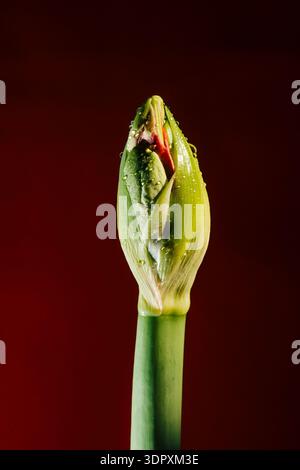 Nahaufnahme einer amaryllis-Knospe mit Tautropfen vor einem kräftigen roten Hintergrund, die die leuchtenden Farben und Texturen hervorhebt. Perfekt für die Natur und Stockfoto