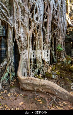 Nahaufnahme der Wurzeln des Seidenbaumbaums (oder Kapokbaums), die auf den Ruinen des berühmten Tempels Ta Prohm in Angkor, Siem Ream, Kambodscha wachsen Stockfoto