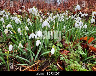 Schneetropfen (Galanthus nivalis) in Bannau Brycheiniog (Brecon Beacons), Februar Stockfoto