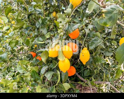 Orangen und Zitronen auf demselben Baum Stockfoto