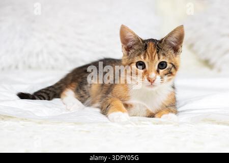 Calico Kätzchen auf weißem Bett, aufmerksame Augen treffen Kamera, entspannte Pose mit Pfoten unter der Brust, weiche Bettwäsche Stockfoto