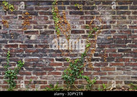 Klettern Sie auf Efeu, das eine alte Ziegelwand bedeckt, üppiges grünes Laub, das natürliche Textur und Muster schafft, perfekt für Tapeten oder Hintergrundkonzepte Stockfoto