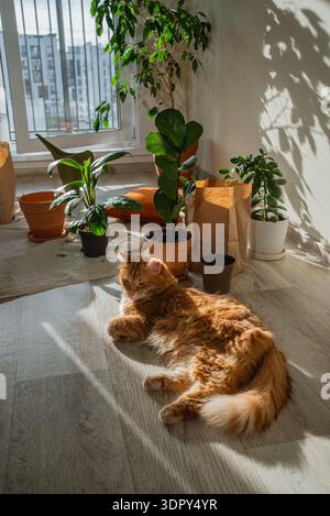 Ginger Cat genießt ein Sonnenbad auf der Apartmentetage neben mehreren Zimmerpflanzen und Gartenbedarf und findet einen Moment der häuslichen Glückseligkeit und des Komforts inmitten der ruhigen Umtopftätigkeit Stockfoto