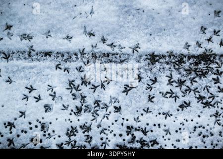 Vogel-Spuren im Schnee Stockfoto