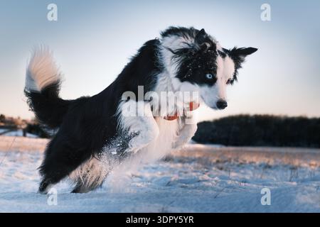 Energiegeladener Schwarzweiß-Border-Collie, der in einem sonnigen Winterfeld durch den Schnee springt Stockfoto