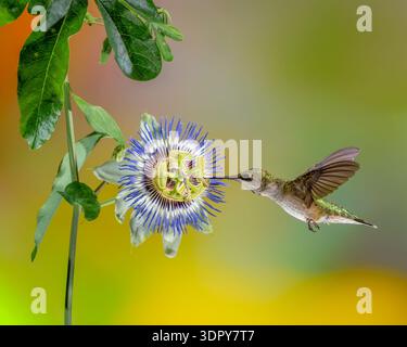 Kolibri sammelt Nektar von einer Passionsblume. Stockfoto