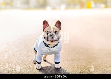 Niedlicher französischer Bulldog, der auf der Straße sitzt. Hund in Pullover Kapuzenbekleidung Pflege Stockfoto