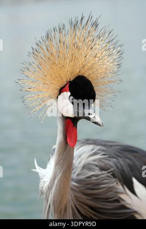 Wunderschönes Porträt eines grauen Krans mit goldenem Wappen, rotem Flechtwerk und grauem Gefieder vor einem weichen, unscharfen Wasserhintergrund. Stockfoto