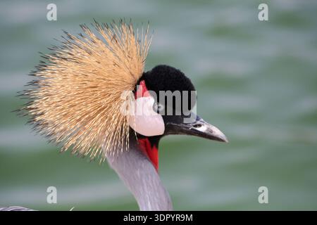 Atemberaubendes Nahprofil eines Grau gekrönten Krans mit goldenem Borstenwappen, weißen Wangen und roter, gelber Tasche vor weichem Wassergrund. Stockfoto