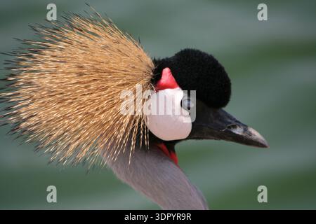 Atemberaubendes Nahprofil eines Grau gekrönten Krans mit goldenem Borstenwappen, weißen Wangen und roter, gelber Tasche vor weichem Wassergrund. Stockfoto