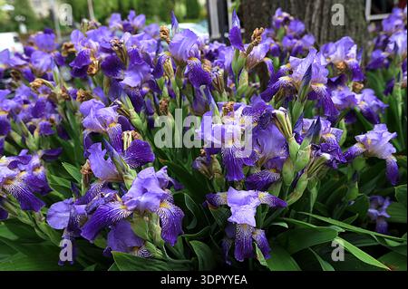 Die blauen Blüten der Iris. Blau lila Iris - ein großer Blumenstrauch im Hof auf der Straße an einem warmen Sommertag Stockfoto