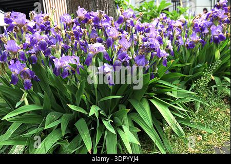 Die blauen Blüten der Iris. Blau lila Iris - ein großer Blumenstrauch im Hof auf der Straße an einem warmen Sommertag Stockfoto