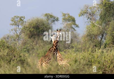 Zwei Rothschilds Giraffe stehen zusammen im wilden kenia Stockfoto