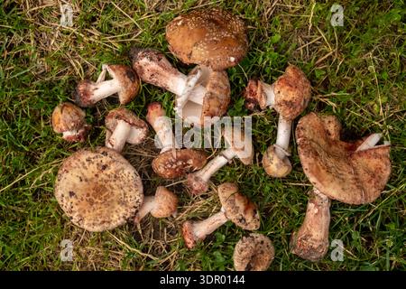 Wilde, nicht essbare Pilze, weiße Fliegenpilze auf grünem Gras. Draufsicht. Stockfoto