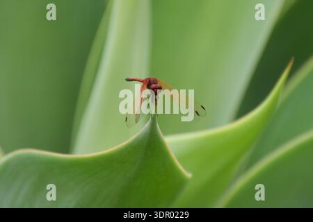 Januar 2026. Nahaufnahme einer rotgeäderten fallenden Libelle, die sich an einem Agavenblatt festhält. Quelle: Vuk Valcic Stockfoto