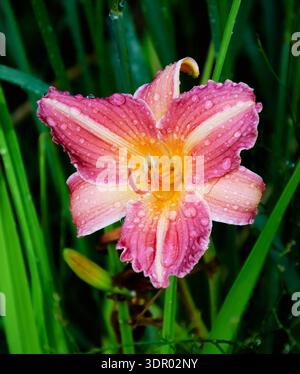 Rosa Lilien blüht im Garten nach Regen. Wassertropfen auf die Blütenblätter. Nahaufnahme. Stockfoto