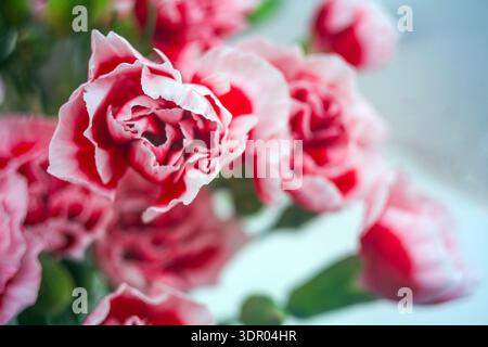 Nahaufnahme von roten und weißen Nelken mit gerafften Blütenblättern, mit geringer Schärfentiefe und weichem Bokeh-Hintergrund Stockfoto