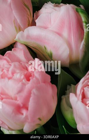 Raffinierte Nahaufnahme von weichen, rosa Doppeltulpen (Tulipa gesneriana), aufgenommen im Frühjahr. Die mehrschichtigen Blütenblätter entfalten sich sanft vor dunklem Hintergrund Stockfoto