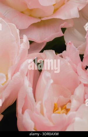 Eine intime Nahaufnahme von blassrosa Doppeltulpen (Tulipa gesneriana), fotografiert in weichem natürlichem Frühlingslicht. Die lichtdurchlässigen, mehrschichtigen Blütenblätter Stockfoto