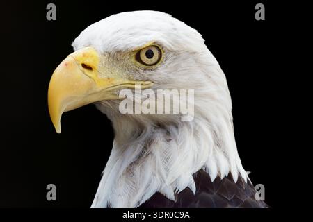 Detailed bald eagle profile isolated on black, showcasing piercing eye, feathers, and curved golden beak. Stockfoto