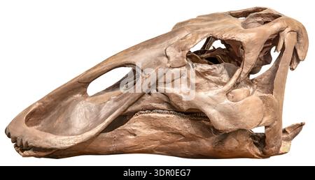 Fossil Schädel, Haubenhadrosaur, Brachylophosaurus canadensis, Montana, Spätkreide Stockfoto