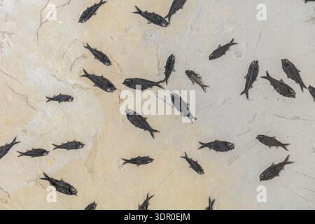 Kleine Schul-Fische liegen gestapelt und überlappend über fein laminiertem Seestein, eine Momentaufnahme des plötzlichen Aussterbens im frühen Eozän. Stockfoto