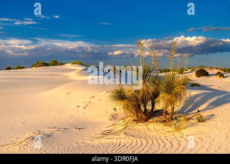 White Sands National Park in New Mexico. Die malerische Landschaft zeigt eine Soaptree Yucca Pflanze, die auf gewellten Gipssanddünen unter blauem Himmel bei Sonnenuntergang wächst Stockfoto
