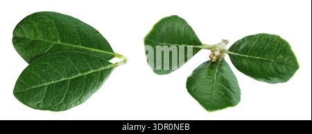 Blätter von Feijoa sellowiana, Feijoa, Ananasguava und Guavasteen isoliert auf weißem Hintergrund Stockfoto