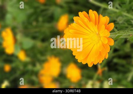 Schöne gelbe Blume der Calendula Heilpflanze mit Tau-Tropfen auf einem grün-gelb verschwommenen Hintergrund. Stockfoto