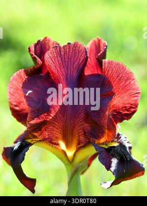 Argaman lila Iris, Iris atropurpurea, in Hintergrundbeleuchtung auf grünem, verschwommenem Hintergrund Stockfoto