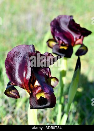 Argaman lila Iris, Iris atropurpurea, auf einer grünen Wiese. Vertikales Bild. Perfekt für Tapeten Stockfoto