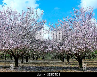 Frühlingsblühende Mandelbäume in einem Obstgarten in der Nähe von Jerusalem, Israel Stockfoto