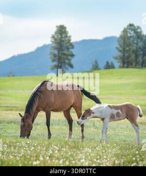 Erwachsene weibliche Viertelpferdestute mit Farbfohlen auf Almwiesen Stockfoto