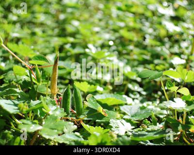 Das Sonnenlicht hebt Tau-bedeckte grüne Kleeblätter und -Schoten in einem lebendigen Feld hervor. Stockfoto