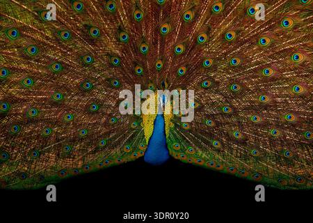 Indische Pfauze (Pavo cristatus), schillernde Augentöpfe, lebhafte Symmetrie und Muster, ikonisches Balzverhalten, farbenfrohe Gefieder-Textur Stockfoto
