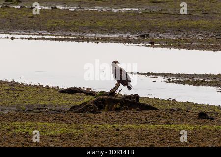 Ein junger Weißkopfseeadler sitzt auf einem Baumstumpf in einem Ebbe-Sumpf, eingerahmt von grüner und brauner Ufervegetation mit Wasser, das sich dahinter erstreckt. Stockfoto